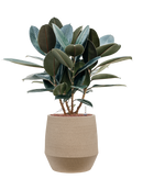 Pot humus emperor grise