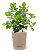 Pot chao cylinder grise