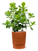 Pot chao cylinder orange