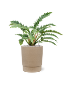 Pot chao cylinder grise