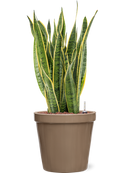 Pot feliz couple beige