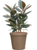 Pot feliz couple beige