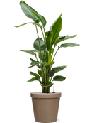 Pot feliz couple beige