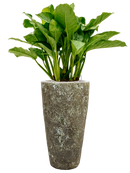 Pot lava partner verte
