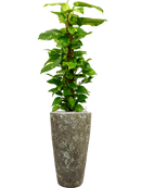 Pot lava partner verte