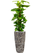 Pot lava partner noire