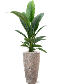 Pot lava partner marron