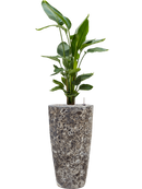 Pot lava partner noire