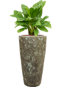 Pot lava partner verte