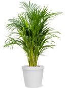 Pot feliz couple blanche