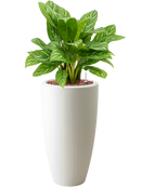 Pot pure partner blanche