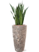 Pot lava partner marron