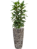 Pot lava partner noire