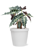 Pot feliz couple blanche