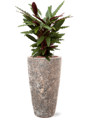 Pot lava partner marron