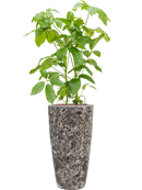 Pot lava partner noire