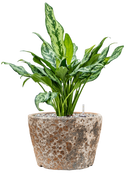 Pot lava couple marron