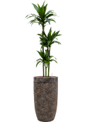 Pot luxe lite partner bronze