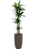 Pot luxe lite partner bronze