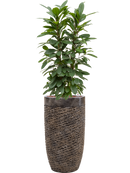 Pot luxe lite partner bronze