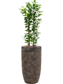 Pot luxe lite partner bronze