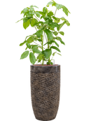 Pot luxe lite partner bronze