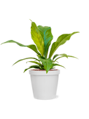 Pot feliz couple blanche