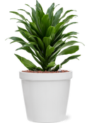 Pot feliz couple blanche