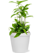 Pot feliz couple blanche