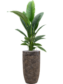 Pot luxe lite partner bronze