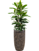 Pot luxe lite partner bronze