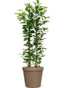 Pot feliz couple beige