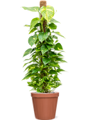 Pot feliz couple orange