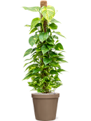 Pot feliz couple beige