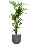 Pot nature rib couple anthracite