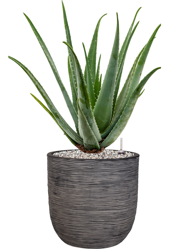 Pot nature rib couple anthracite