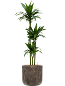 Pot luxe lite cylinder bronze