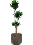 Pot luxe lite cylinder bronze