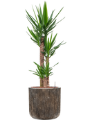 Pot luxe lite cylinder bronze