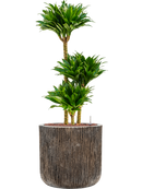 Pot luxe lite cylinder bronze