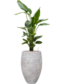 Pot nature rib emperor beige