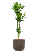 Pot luxe lite cylinder bronze