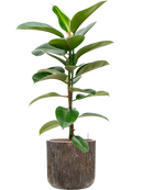 Pot luxe lite cylinder bronze