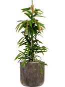 Pot luxe lite cylinder bronze