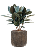 Pot luxe lite cylinder bronze