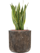 Pot luxe lite cylinder bronze