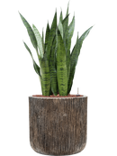 Pot luxe lite cylinder bronze