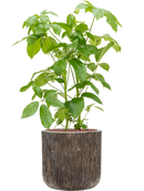 Pot luxe lite cylinder bronze