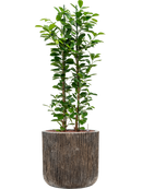 Pot luxe lite cylinder bronze