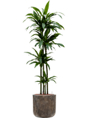 Pot luxe lite cylinder bronze